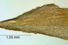 Cuscuta serrata, bract detail