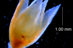 Cuscuta serrata, calyx 3D