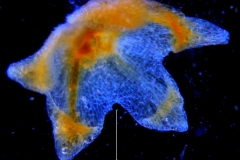 Cuscuta warneri, calyx 3D