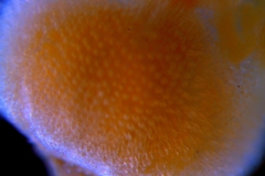 Cuscuta warneri, corolla 3D surface details
