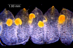 Cuscuta warneri, corolla dissected