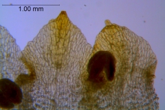 Cuscuta warneri, corolla lobes details
