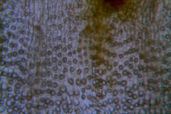 Cuscuta warneri, corolla surface detail