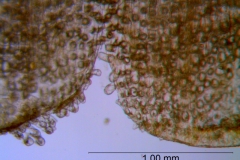 Cuscuta warneri, corolla surface details