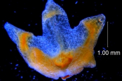 Cuscuta warneri, calyx 3D