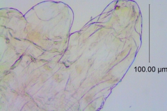 Cuscuta warneri, scale fimbriae