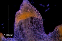 Cuscuta warneri, calyx lobe details