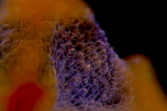 Cuscuta warneri, calyx surface detail