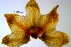 Cuscuta warneri, calyx dissected