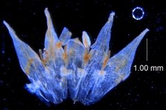 Cuscuta xanthochortos var. lanceolata, corolla dissected
