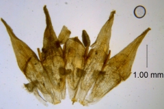 Cuscuta xanthochortos var. lanceolata, corolla dissected