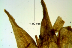 Cuscuta xanthochortos var. lanceolata, corolla lobes details
