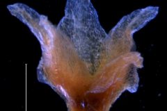Cuscuta xanthochortos var. lanceolata, calyx 3D