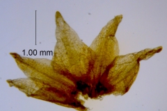Cuscuta xanthochortos var. lanceolata, calyx dissected