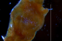 Cuscuta xanthochortos var. lanceolata, ovary