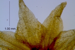 Cuscuta xanthochortos var. lanceolata, calyx lobes details