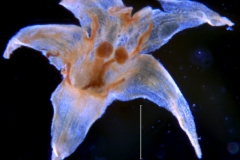 Cuscuta xanthochortos var. lanceolata, corolla 3D