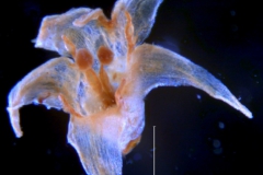 Cuscuta xanthochortos var. lanceolata, corolla 3D
