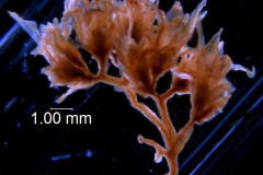 Cuscuta xanthochortos var. lanceolata, inflorescence fragment