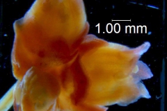 Cuscuta bella, inflorescence fragment