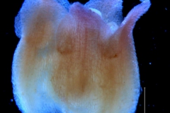 Cuscuta bella, corolla 3D