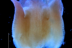 Cuscuta bella, corolla 3D