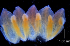 Cuscuta bella, corolla dissected