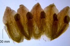 Cuscuta bella, corolla dissected