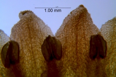 Cuscuta bella, corolla lobes detail