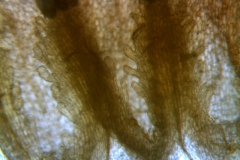 Cuscuta bella, corolla and scales