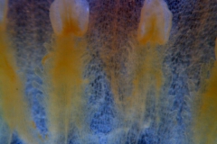 Cuscuta bella, corolla and scales