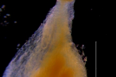 Cuscuta bella, gynoecium