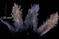 Cuscuta bella, scales