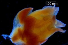 Cuscuta bella, flower