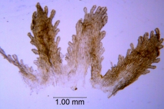 Cuscuta bella, scales