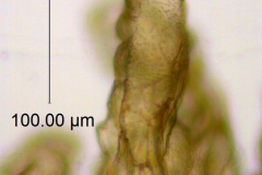 Cuscuta bella,  fimbriae with latex
