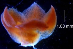 Cuscuta bella, calyx 3D