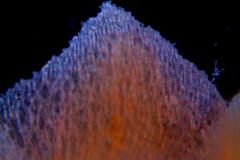 Cuscuta bella, calyx lobe details