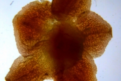 Cuscuta bella, calyx dissected