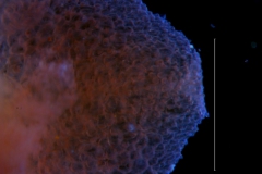 Cuscuta bella, calyx lobe details