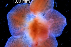 Cuscuta bella, calyx dissected