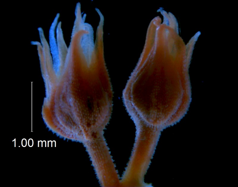 Cuscuta burrellii, inflorescence fragment