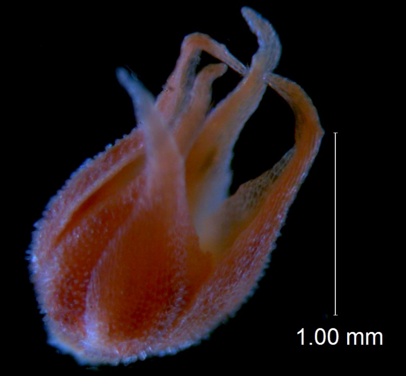 Cuscuta burrellii, calyx 3D