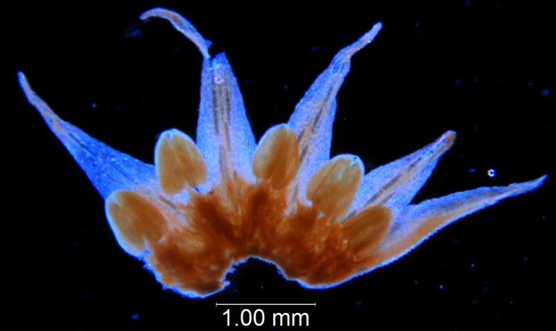 Cuscuta burrellii, corolla dissected