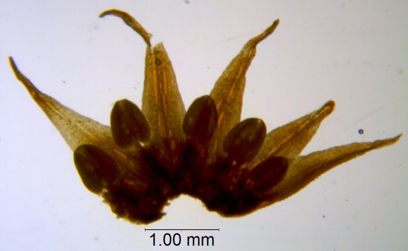 Cuscuta burrellii, corolla dissected