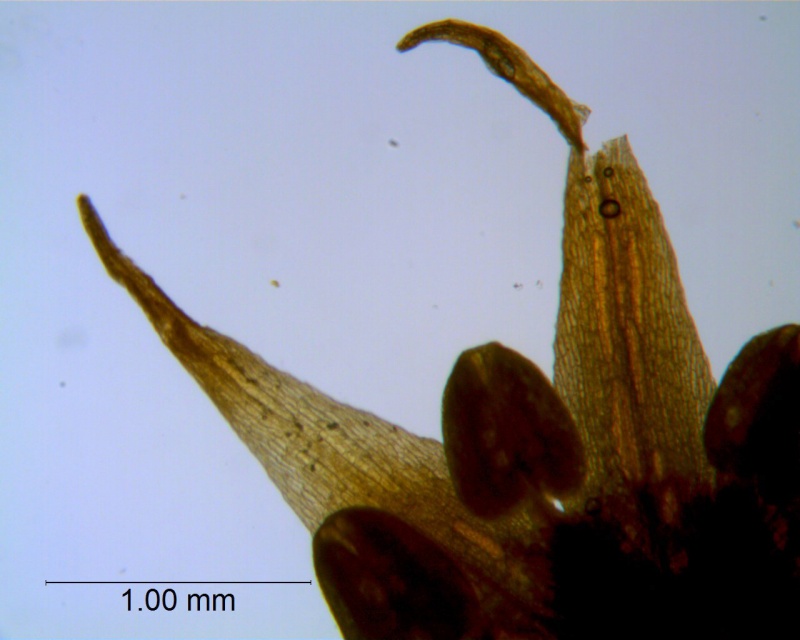 Cuscuta burrellii, corolla lobes detail