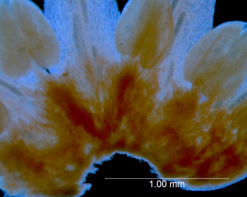 Cuscuta burrellii, corolla and scales