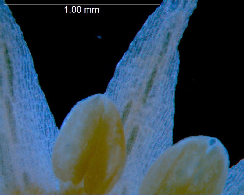 Cuscuta burrellii, corolla lobes detail