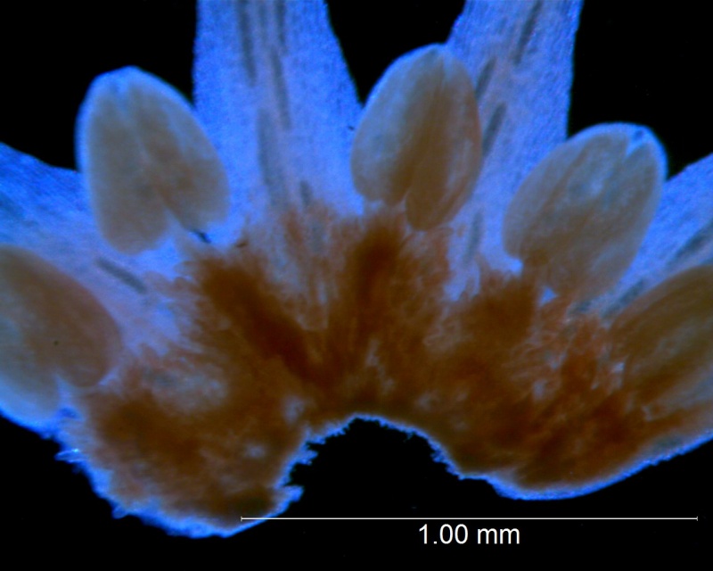 Cuscuta burrellii, corolla and scales