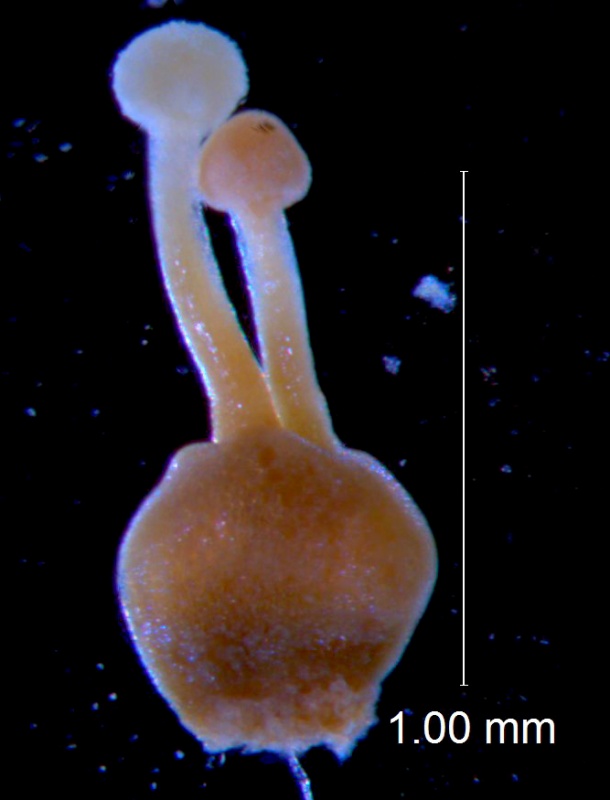 Cuscuta burrellii, gynoecium